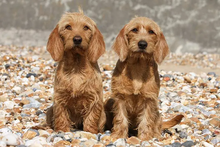 گالری تاریخچه باست فوو دو برتانی (Basset Fauve de Bretagne)