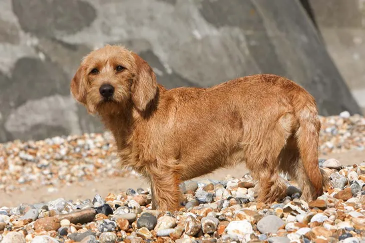 گالری تاریخچه باست فوو دو برتانی (Basset Fauve de Bretagne)