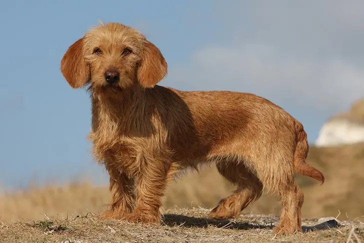 گالری تاریخچه باست فوو دو برتانی (Basset Fauve de Bretagne)