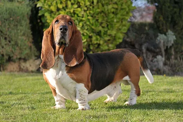 باست هاند (Basset Hound)