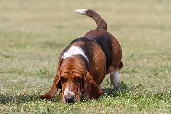 Basset Hound