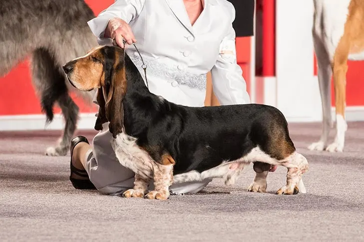 باست هاند (Basset Hound)