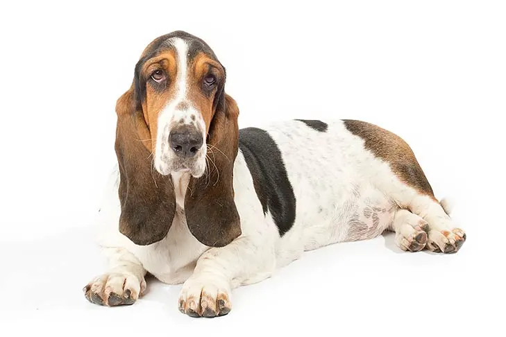 گالری تاریخچه باست هاند (Basset Hound)