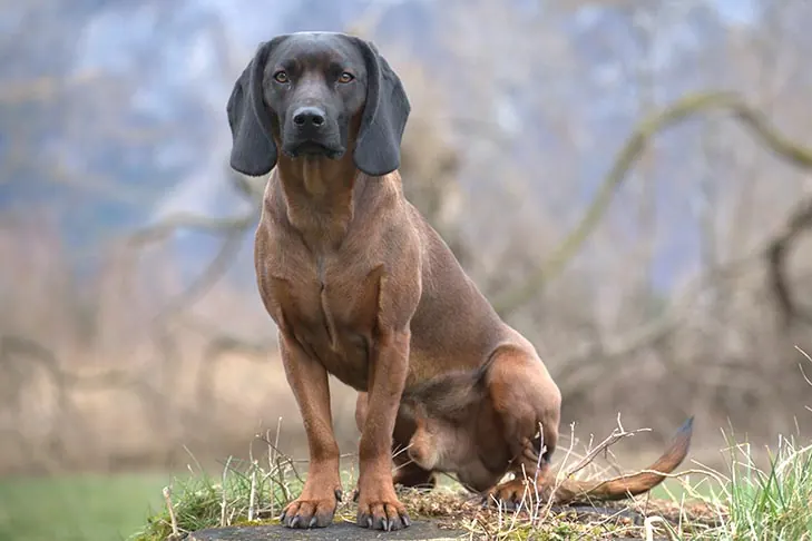 باواریان ماونتین سنت هاند (Bavarian Mountain Scent Hound)