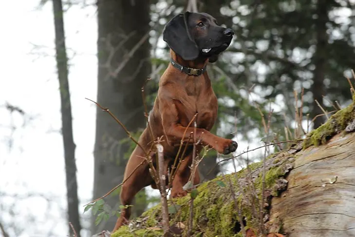 Bavarian Mountain Scent Hound