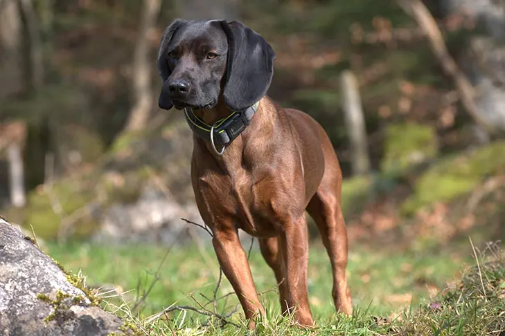 باواریان ماونتین سنت هاند (Bavarian Mountain Scent Hound)