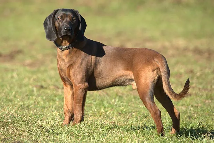 گالری تاریخچه باواریان ماونتین سنت هاند (Bavarian Mountain Scent Hound)