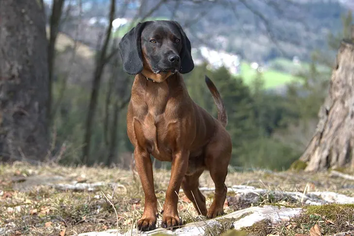 گالری تاریخچه باواریان ماونتین سنت هاند (Bavarian Mountain Scent Hound)