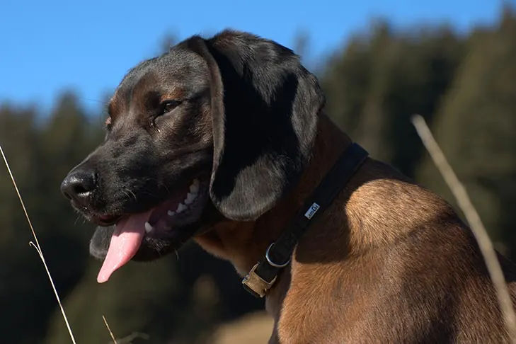 گالری تاریخچه باواریان ماونتین سنت هاند (Bavarian Mountain Scent Hound)