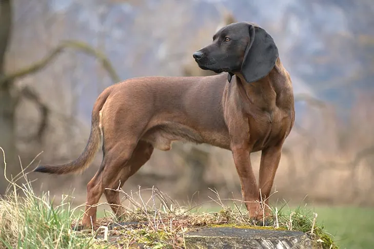 گالری تاریخچه باواریان ماونتین سنت هاند (Bavarian Mountain Scent Hound)