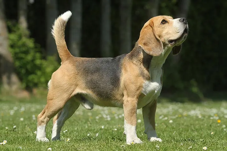 Beagle