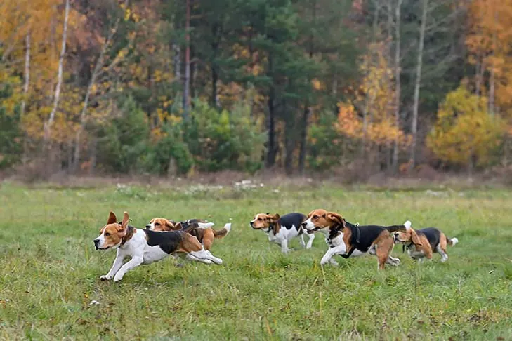 بیگل (Beagle)