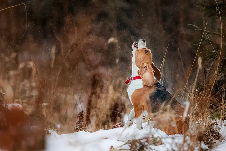 گالری تاریخچه بیگل (Beagle)