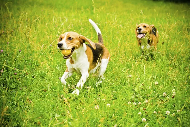 گالری تاریخچه بیگل (Beagle)