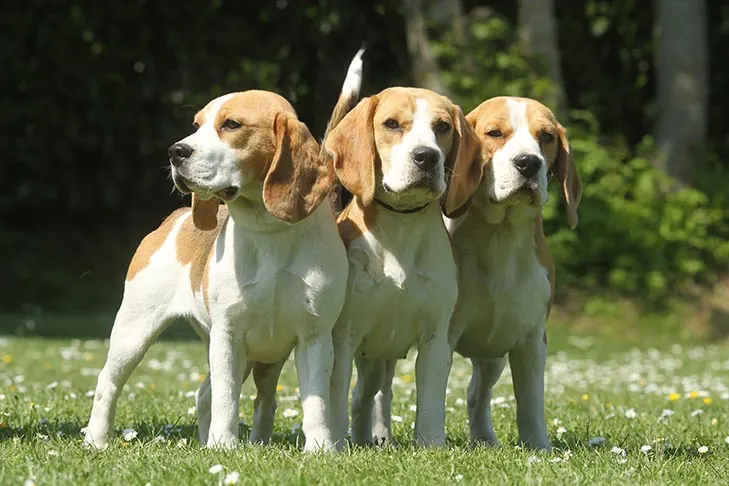 گالری تاریخچه بیگل (Beagle)