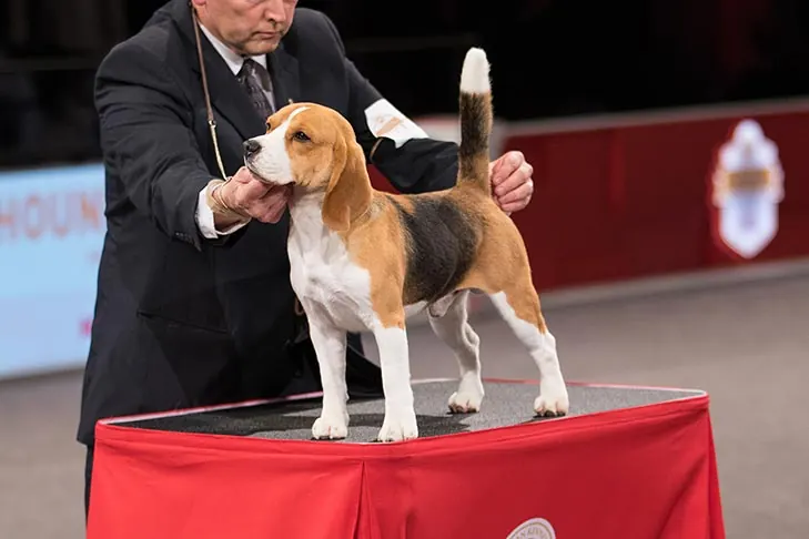 گالری تاریخچه بیگل (Beagle)