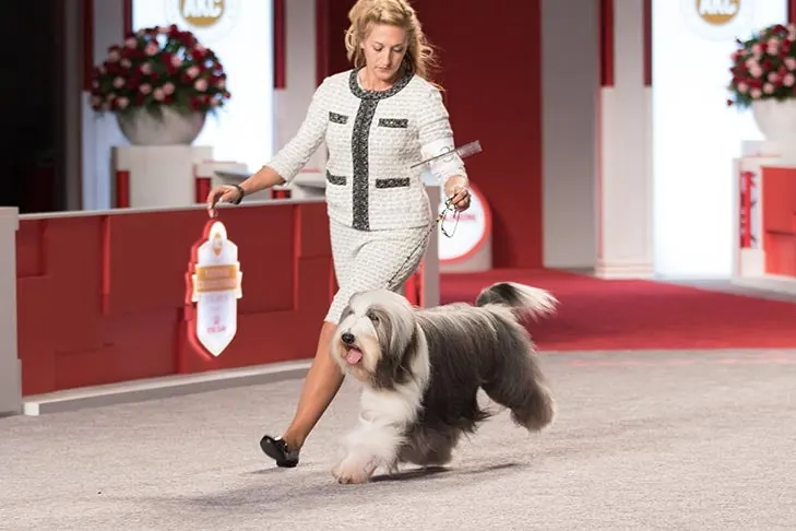 Bearded Collie