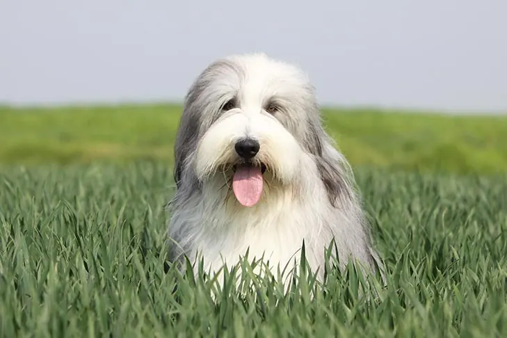 بیردد کولی (Bearded Collie)