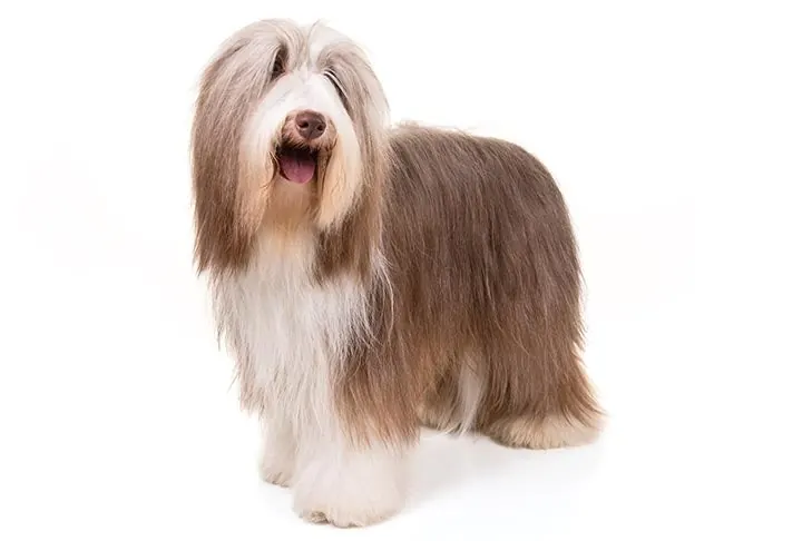 گالری تاریخچه بیردد کولی (Bearded Collie)