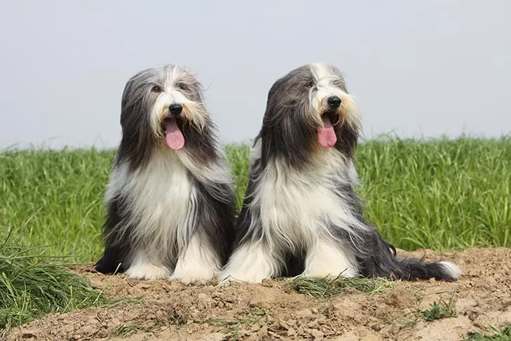 گالری تاریخچه بیردد کولی (Bearded Collie)