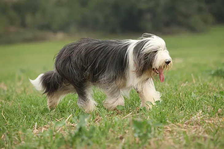 گالری تاریخچه بیردد کولی (Bearded Collie)