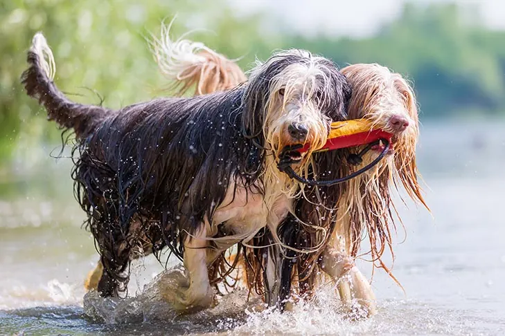 گالری تاریخچه بیردد کولی (Bearded Collie)