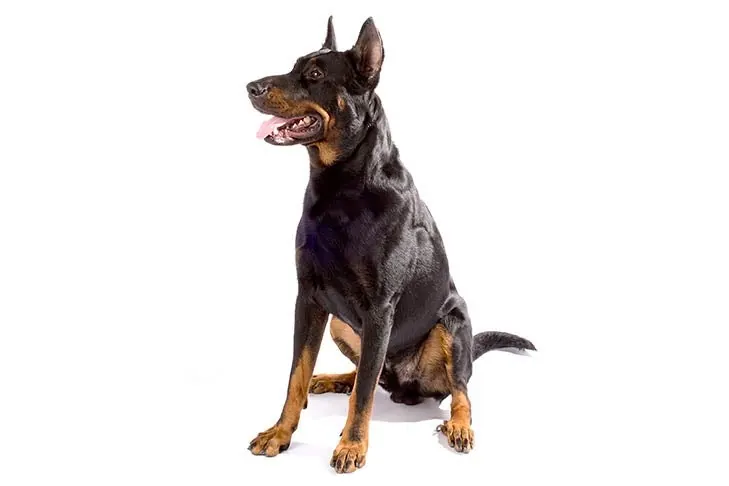بوسرون (Beauceron)