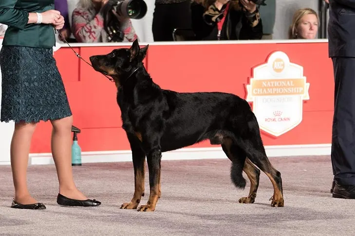 Beauceron