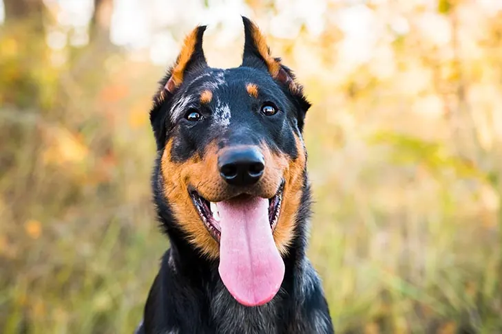 بوسرون (Beauceron)