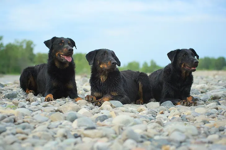 گالری تاریخچه بوسرون (Beauceron)