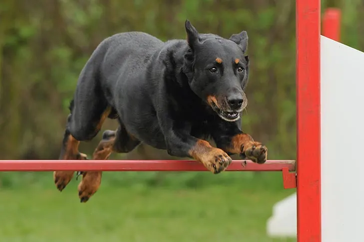 گالری تاریخچه بوسرون (Beauceron)