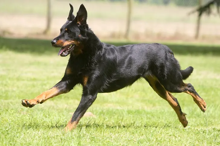 گالری تاریخچه بوسرون (Beauceron)