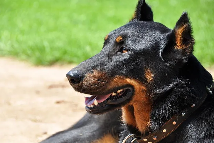 گالری تاریخچه بوسرون (Beauceron)