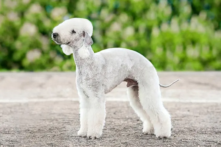 بدلینگتون تریر (Bedlington Terrier)