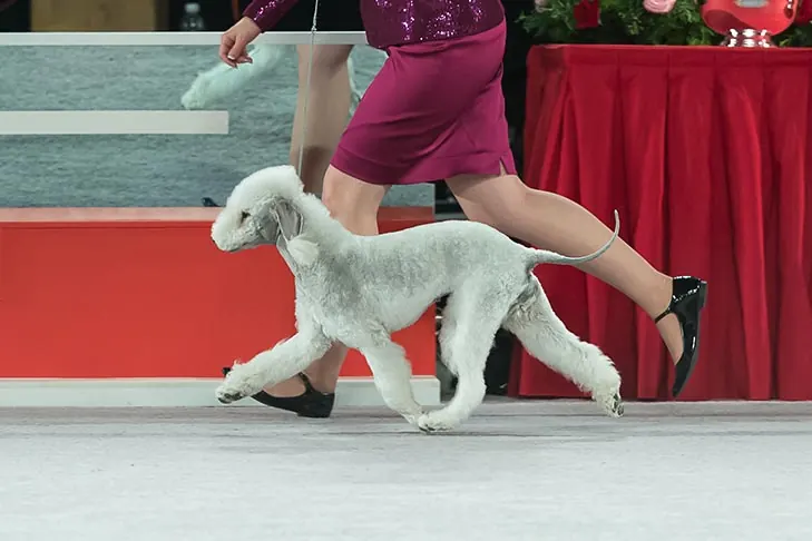 بدلینگتون تریر (Bedlington Terrier)