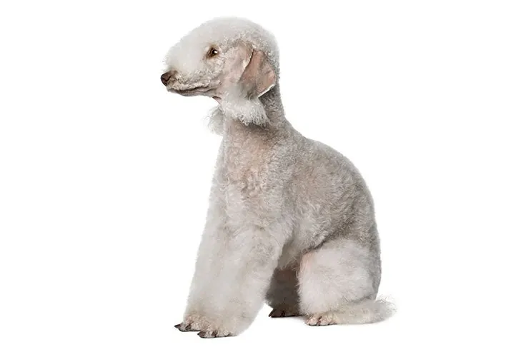 گالری تاریخچه بدلینگتون تریر (Bedlington Terrier)