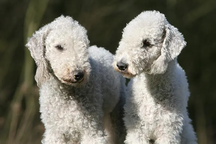 گالری تاریخچه بدلینگتون تریر (Bedlington Terrier)