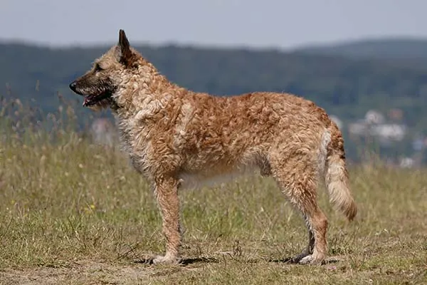 لاکنوا بلژیکی (Belgian Laekenois)