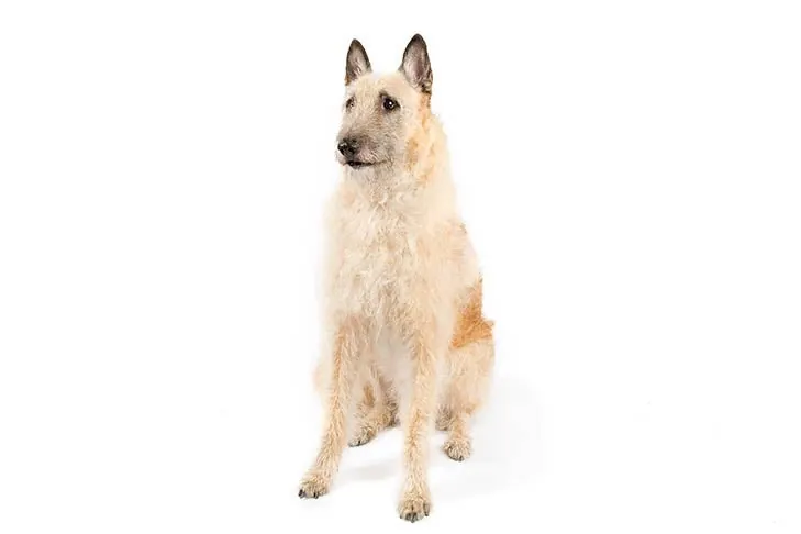 Belgian Laekenois