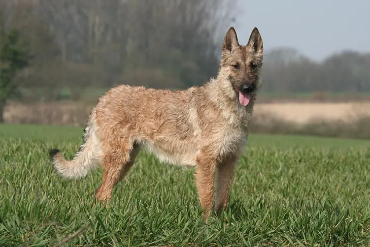 گالری تاریخچه لاکنوا بلژیکی (Belgian Laekenois)