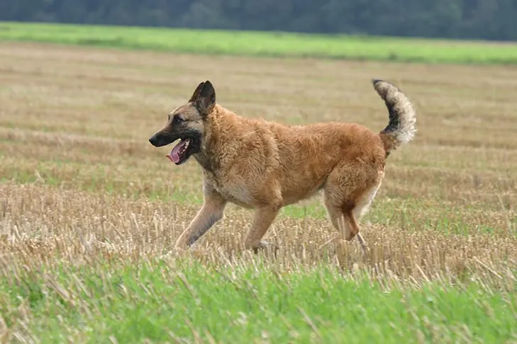 گالری تاریخچه لاکنوا بلژیکی (Belgian Laekenois)