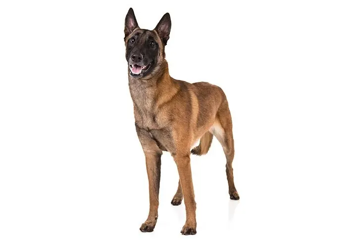 بلژین  مالینویز (Belgian Malinois)