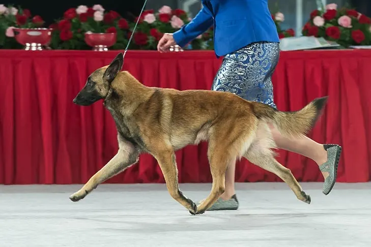 Belgian Malinois