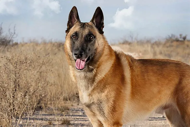 بلژین  مالینویز (Belgian Malinois)