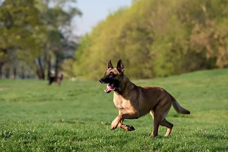 گالری تاریخچه بلژین  مالینویز (Belgian Malinois)