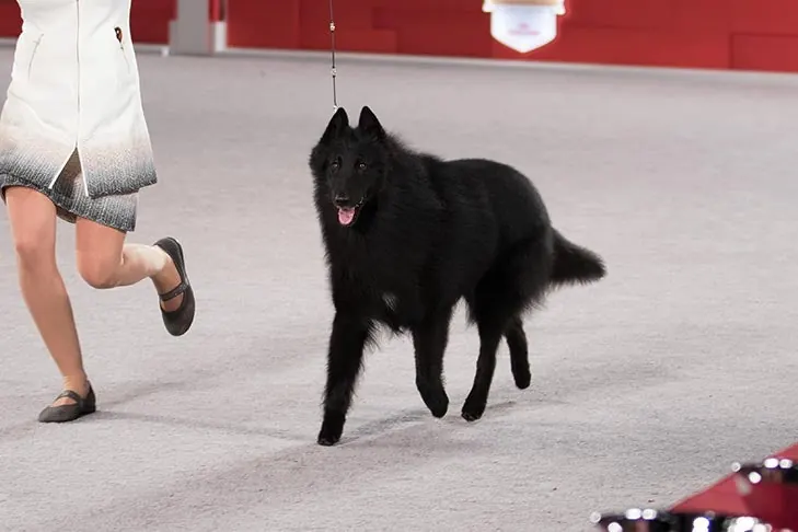 Belgian Sheepdog