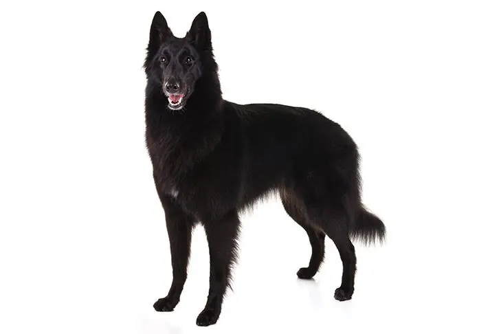 بلژین شیپ داگ (Belgian Sheepdog)