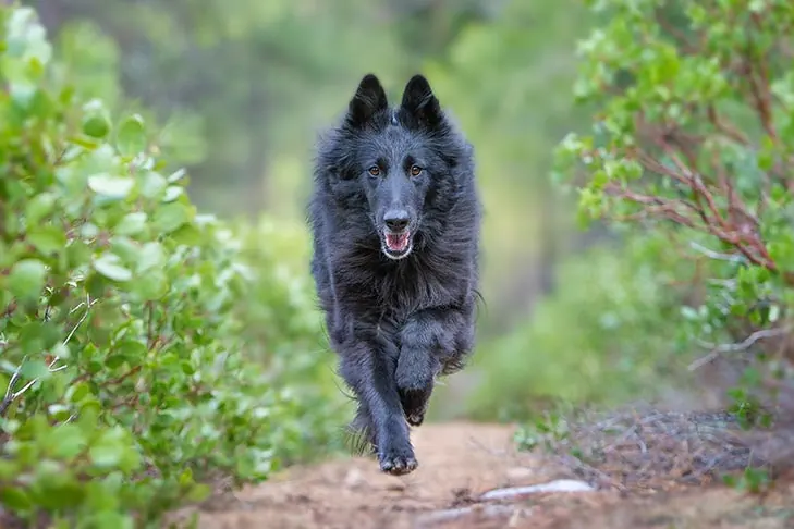 گالری تاریخچه بلژین شیپ داگ (Belgian Sheepdog)