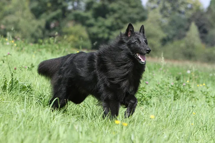 گالری تاریخچه بلژین شیپ داگ (Belgian Sheepdog)