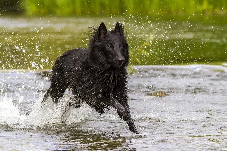 گالری تاریخچه بلژین شیپ داگ (Belgian Sheepdog)